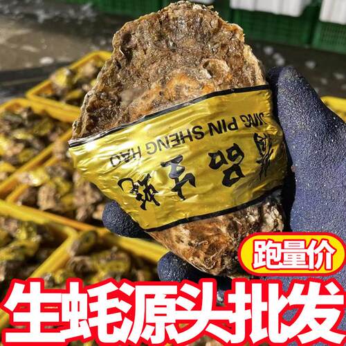 50斤100斤商用鲜活乳山生蚝批发