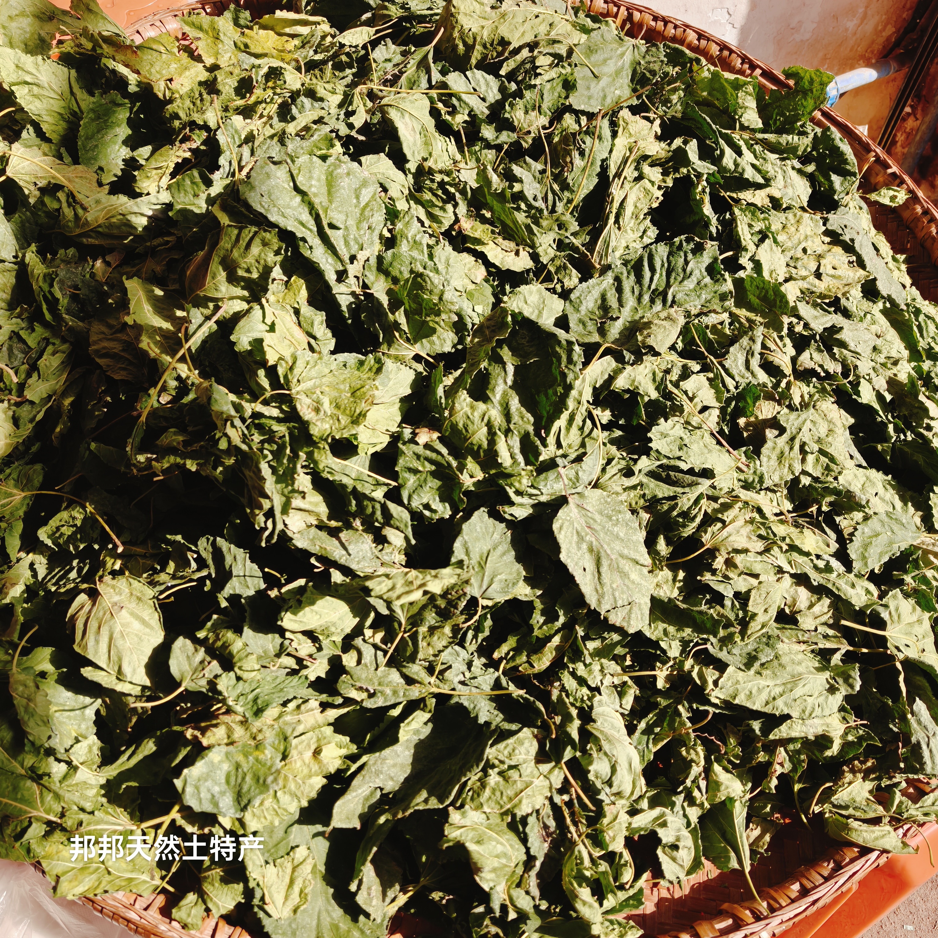 湖南衡阳野生霜桑叶中药材冬桑叶霜打过的干桑叶泡茶霜打桑叶