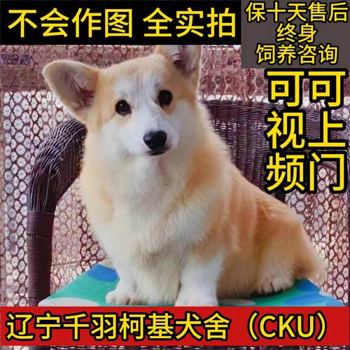 双血统纯种小柯基奶油脸