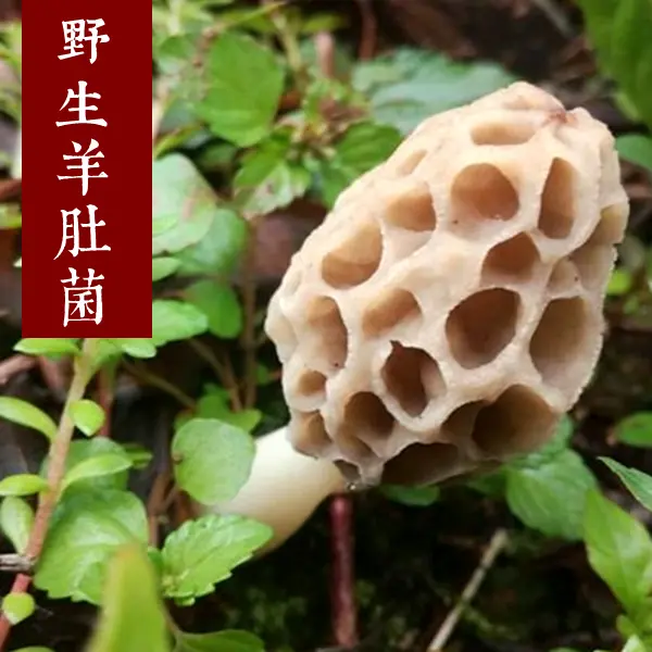 新野生羊肚菌  菌类稀有野生菌干货100克 天然煲汤养生