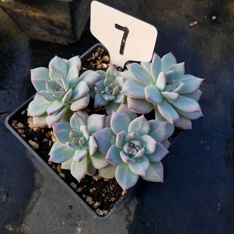 粉蓝鸟多肉植物进口花卉办公室 盆栽绿植 多肉大棚直销 一物一图