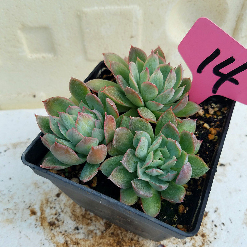 火焰杯多肉植物进口花卉 盆栽绿植 多肉大棚直销 一物一图