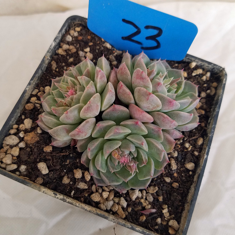海琳娜群生多肉植物进口花卉盆栽绿植防辐射提神大棚直销一物一图