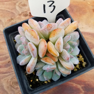 橙梦露盆栽雪天使大橙子群生多肉植物进口花卉大棚直销一物一图