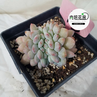 缀化橙梦露雪天使多肉植物进口花卉盆栽绿植多肉大棚直销一物一图