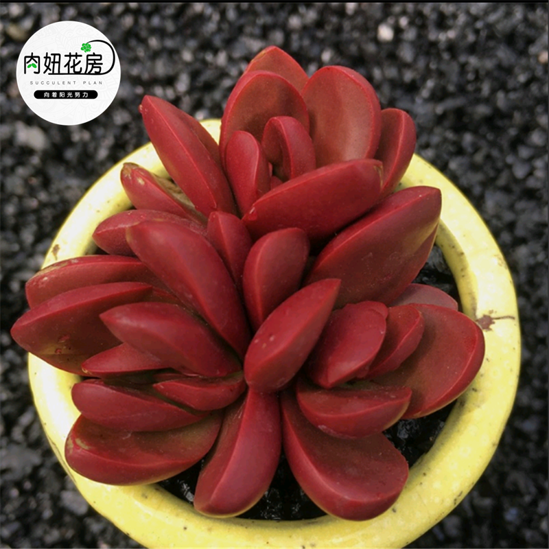 克拉夫 多肉植物进口花卉盆栽绿植 防辐射大棚直销肉妞花房|ruв категории доставка цветов/цветок моделирования/растения садоводства, садовых принадлежностей, других садовых принадлежностей - от Buy2taobao.com для оказания профессиональной услуги покупки агента Taobao