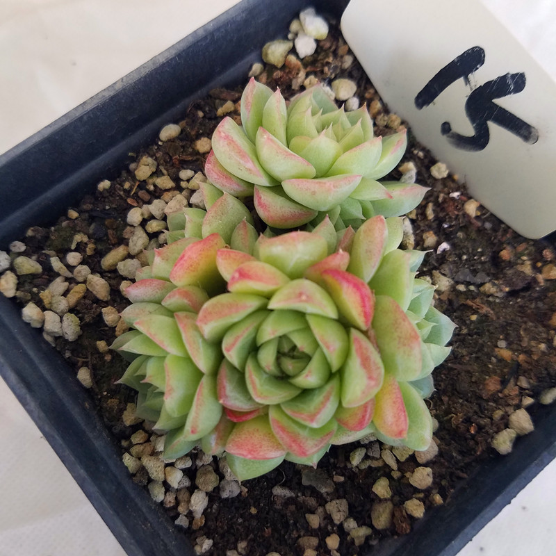 麦秆稀有品种多肉植物进口花卉盆栽绿植防辐射大棚直销一物一图