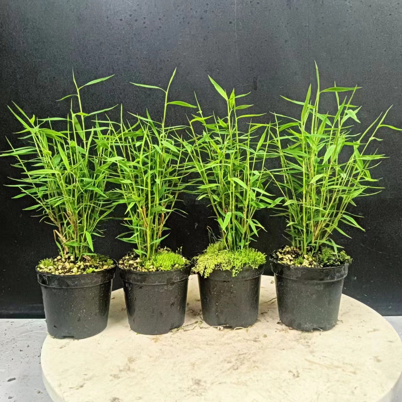 盆栽姬翠竹美观办公室四季常青