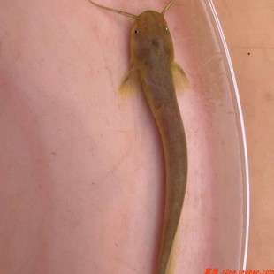 溪流淡水稀缺溪鲶底层清洁石鲶山坑原生越鲇鱼土鲶冷水易养观赏鱼