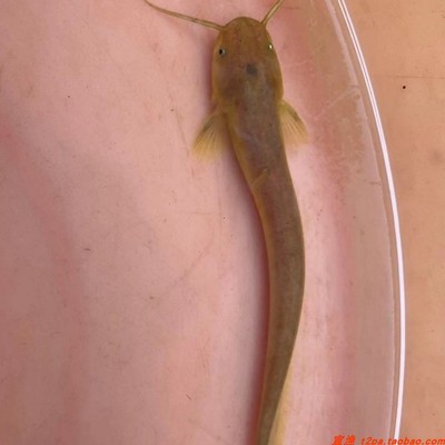 冷水易养鱼越鲶稀缺土鲶谈水河鲜