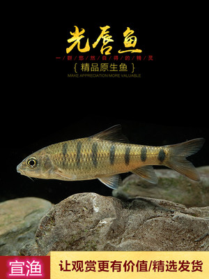 原生山坑鱼冷水观赏溪石斑鱼河鲜