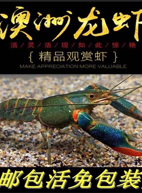 澳洲淡水小龙虾天空蓝活体宠物耐养好养鳌虾鱼缸蓝龙观赏虾