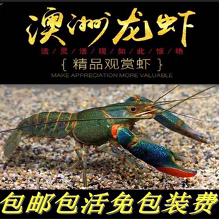 澳洲淡水小龙虾天空蓝活体宠物耐养好养鳌虾鱼缸蓝龙观赏虾