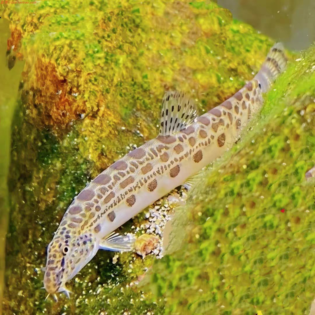 中华原生花鳅鱼冷水谈水观赏鳅