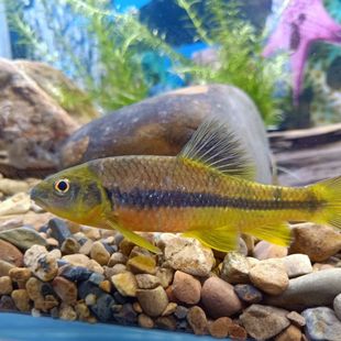 原生态光唇鱼冷水观赏山坑溪流淡水河鱼好养耐活溪石斑鱼苗杂食鱼