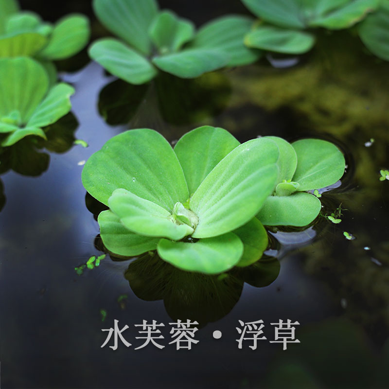 鱼缸造景水芙蓉浮草水生浮萍凤眼莲水浮莲净化水质水培绿植水浮凌