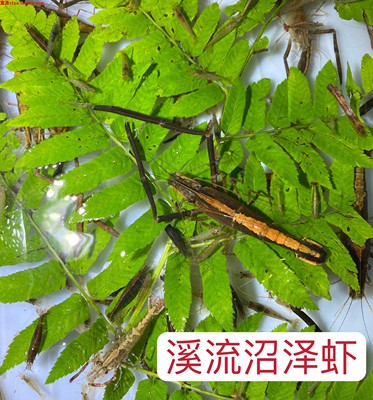 溪流虾山坑虾原生观赏虾一线背虾
