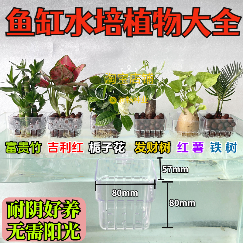 鱼缸水培红薯苗带吸盘支架装饰