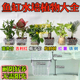 鱼缸水培红薯苗带吸盘支架水生植物鱼缸装 饰地瓜山芋盆栽观赏趣味