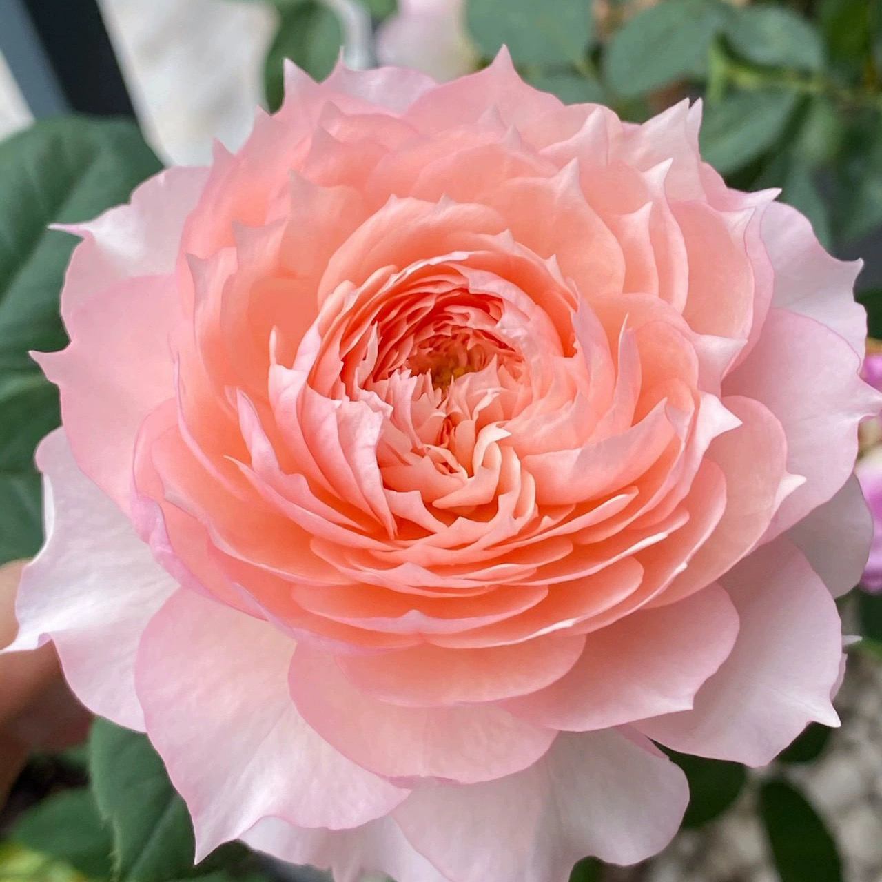 【3棵包邮】莫妮卡戴维月季花苗小苗灌木盆栽美人尖花瓣 丰花月季