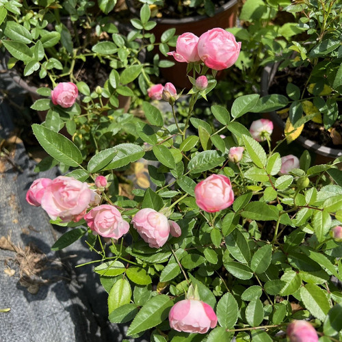 【3棵包邮】红色科斯特 橙科斯特 粉科斯特 阳台微月 月季花苗小