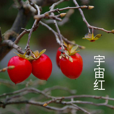 日本进口老鸦柿金弹子盆景素材