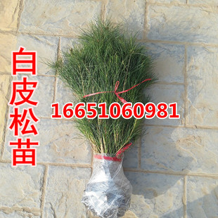 优质白皮松树苗白皮松苗黑松树苗庭院绿化工程苗木黑松苗圃直销