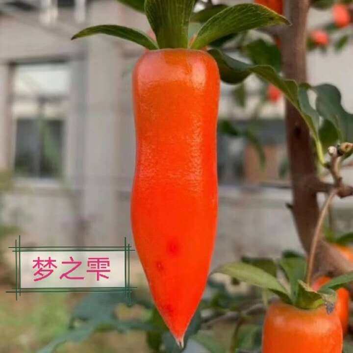 日本进口老鸦柿品种盆栽小苗微型