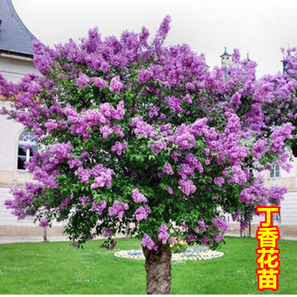 紫丁香花苗丁香苗树苗庭院阳台盆栽开花绿植白丁香花树苗当年开花 - 实物图