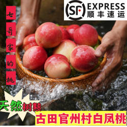 正宗福建古田水蜜桃白凤桃官州桃子脆甜多汁甜桃自家果园现摘现发
