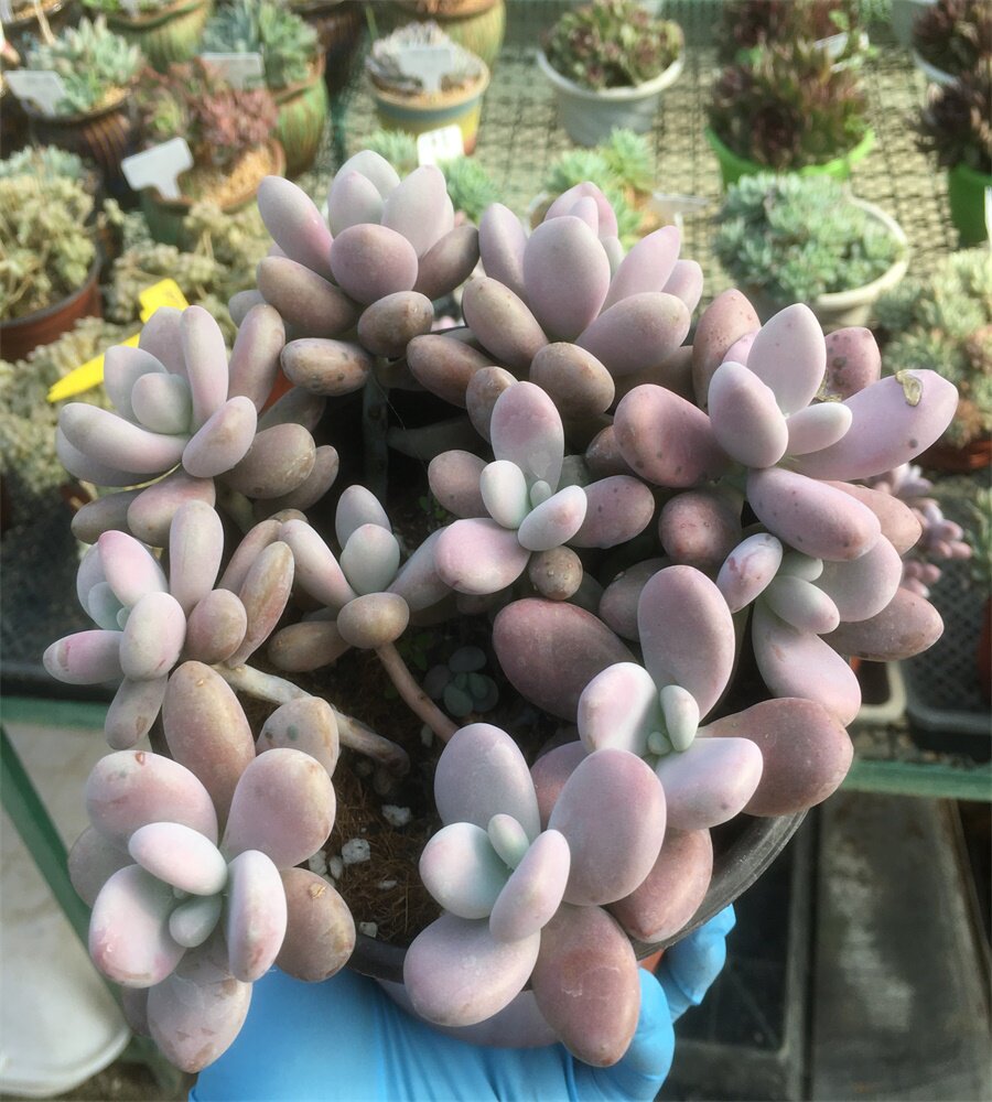 多肉桃蛋老桩绮罗缀化西施阿尔巴佳人火祭猎户座原始灵隐荷花