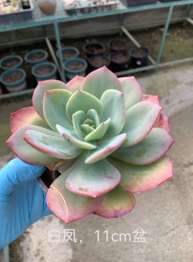 露养白凤夏型多肉植物易养护厚叶庭院盆栽