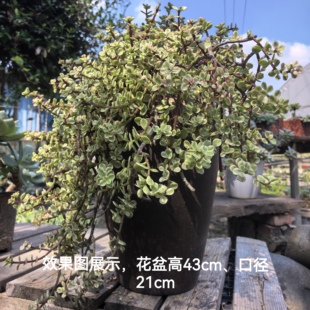 雅乐之舞超大老桩整株好养护多肉植物