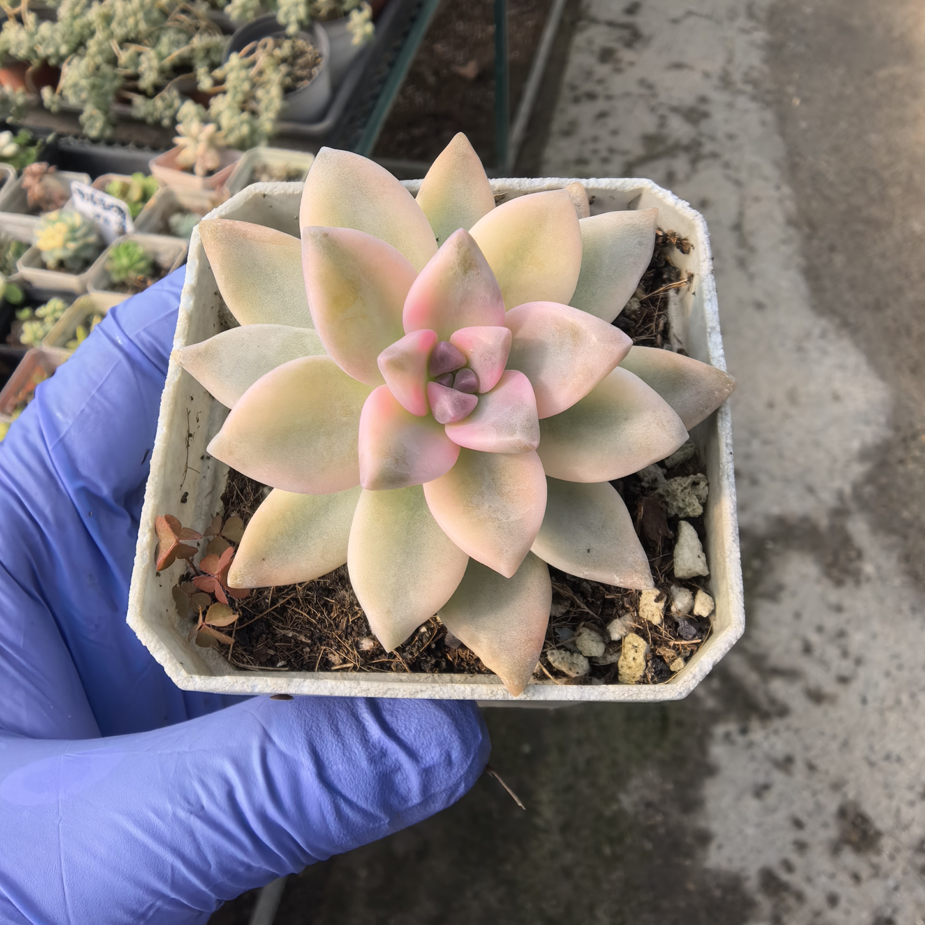 一物一拍淡雪布丁多肉自然锦盆栽植物,鲜花速递/花卉仿真/绿植园艺,多肉植物,淘宝优惠券,粉丝福利购,淘宝优惠卷