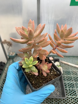 橙峰园艺一物一拍多肉妮可莎娜锦