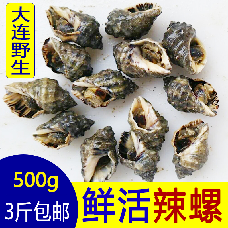 小海螺海鲜水产鲜活海螺