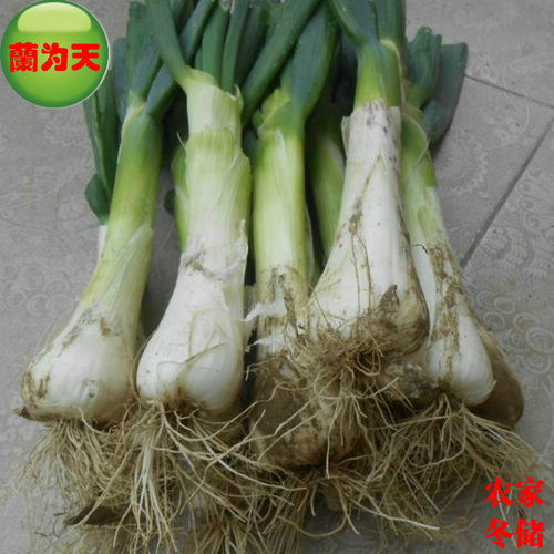 大葱鸡腿大葱河北特产新鲜蔬菜纯天然开胃炒香蔬菜老笨葱农家自产