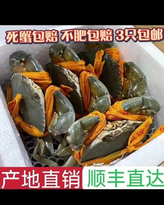 鲜活青蟹膏蟹包活大母大公