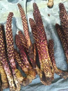 不老草山苞米今年新采的大兴安岭野生的不老草