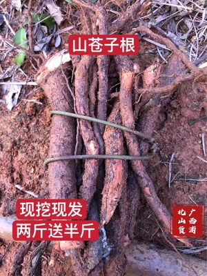 野生山苍子包邮新鲜