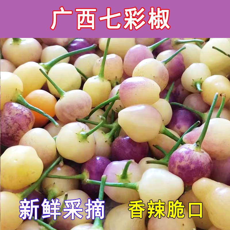 新鲜五彩广西特产泡椒现包邮灯笼