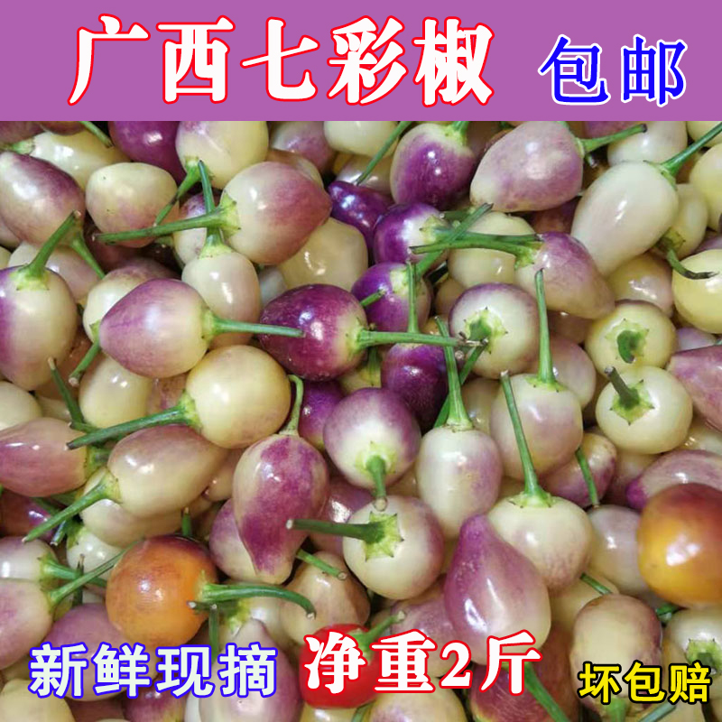 新鲜五彩广西特产泡椒现包邮灯笼
