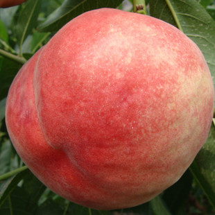 湖南果苗 桃树苗 冬桃苗 黄金冬桃苗 又名王母桃  极晚熟耐藏