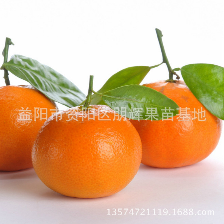 湖南杂交耐寒晚熟桔子苗