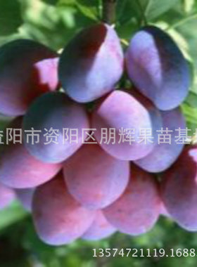 湖南实力商家直销味浓离核果苗