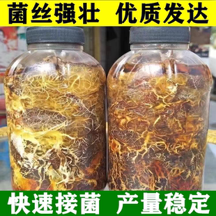 天麻蜜环菌猪苓菌种发菌丝快水剂枝条蜜环菌萌发菌种老菌扫底菌包