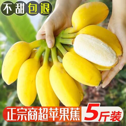 正宗苹果蕉广东当季现摘产地直发