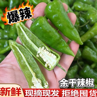 特辣余干辣椒超辣当季爆辣露天薄皮小青椒正宗农家土辣椒新鲜现摘