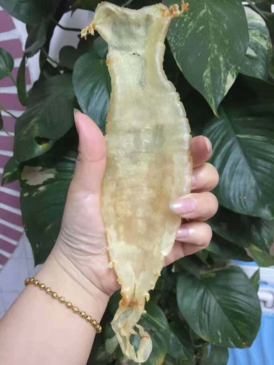 南澳鱼胶 花胶干货 野生鱼肚 鱼鳔 大耳赤嘴鳘鱼胶 孕妇月子鱼胶