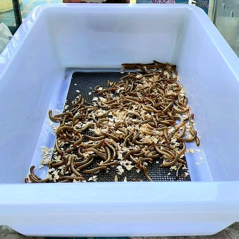 面包虫养殖盒粪便过滤盒产卵繁殖爬宠缸/箱